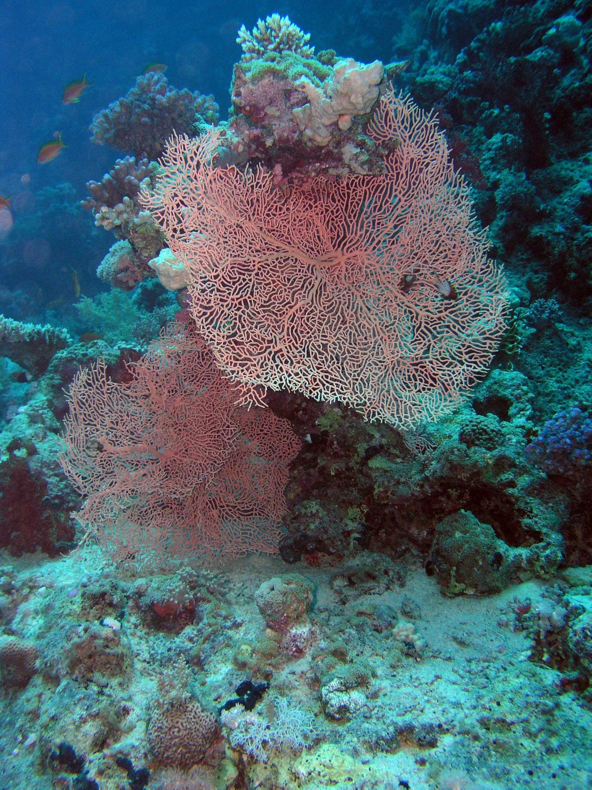 Актиния красное море