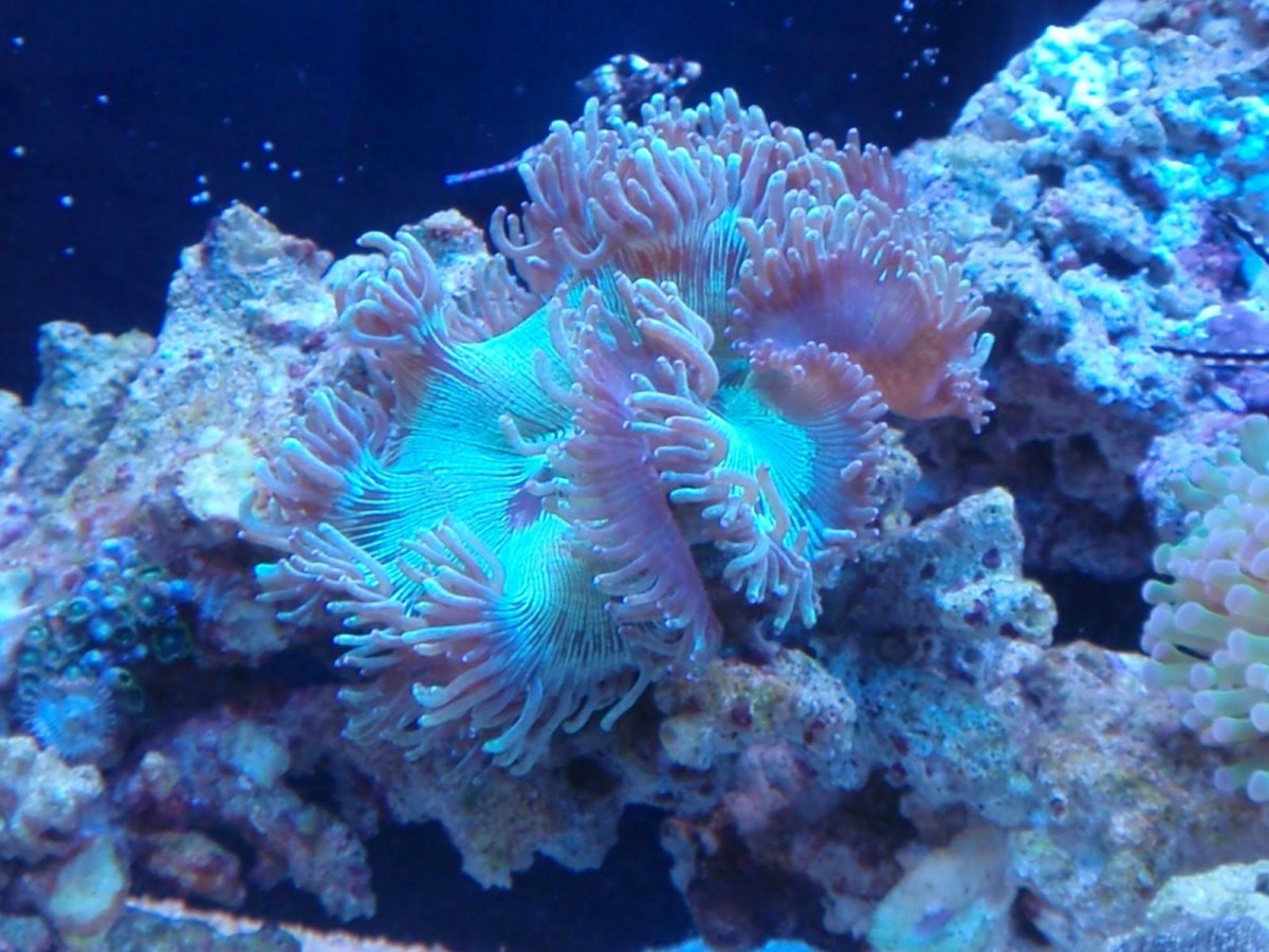 Голубой Reef