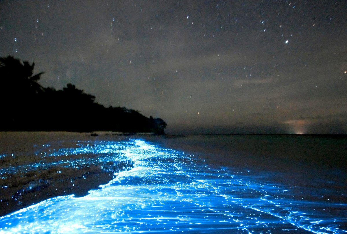 Водоросль ночесветка черное море