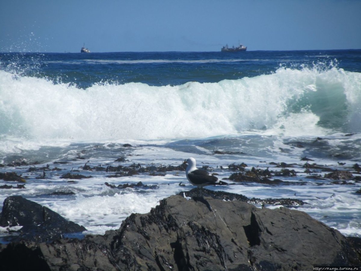 Sea point