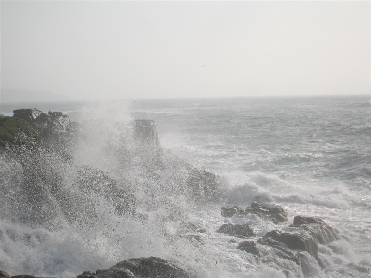 Wild Seas