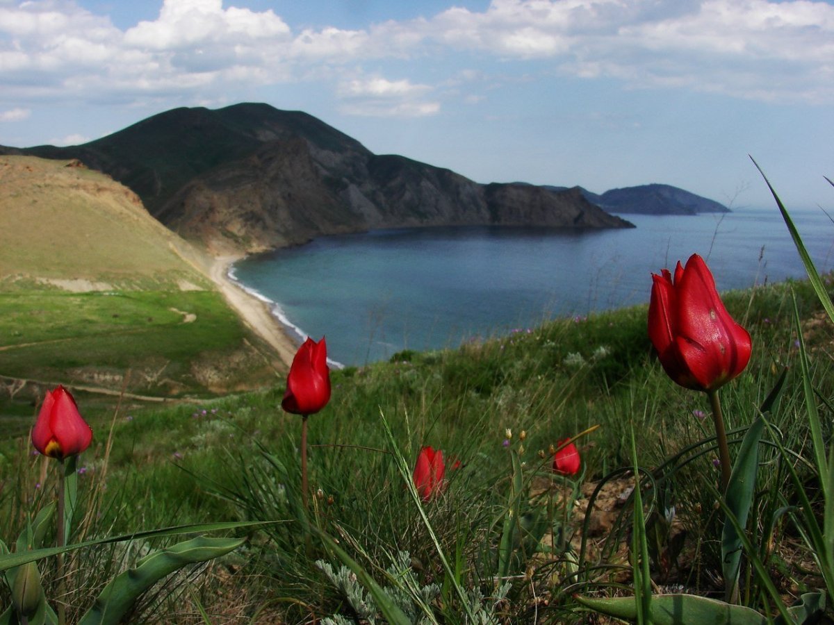 Коктебельский тюльпан Крым