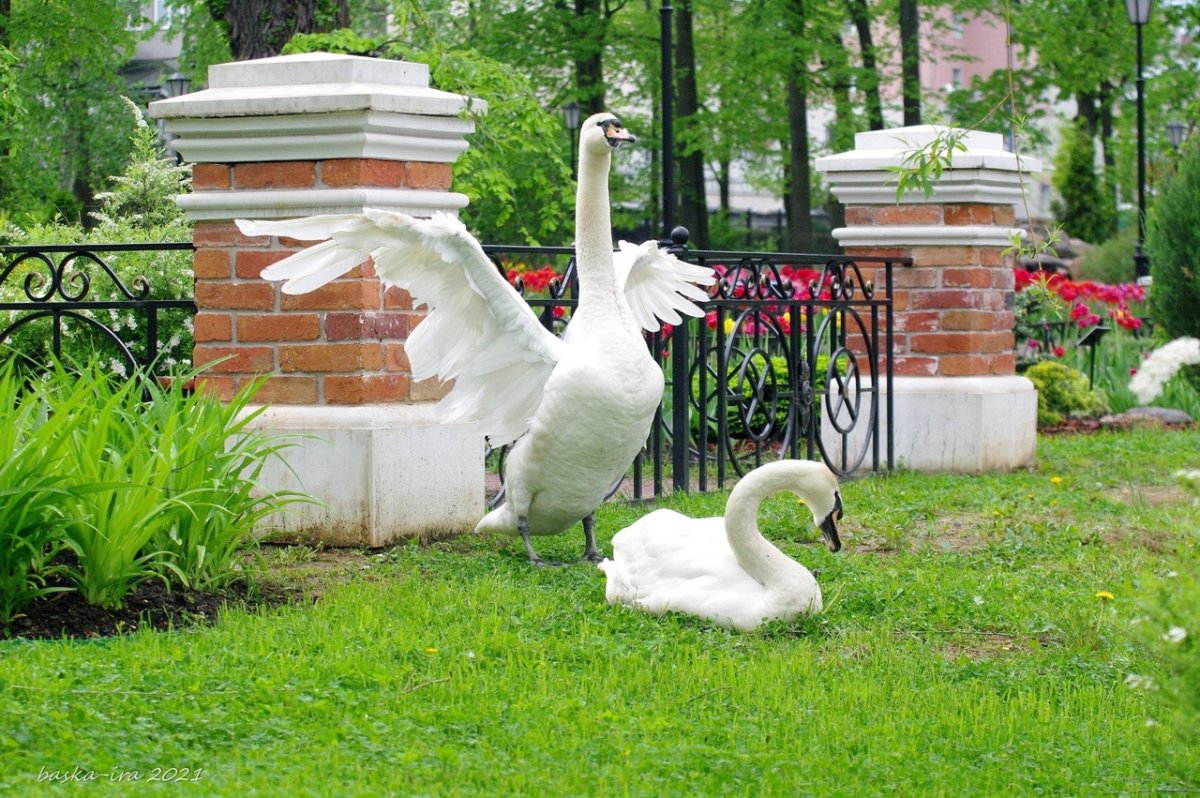 Карякинский парк Рыбинск