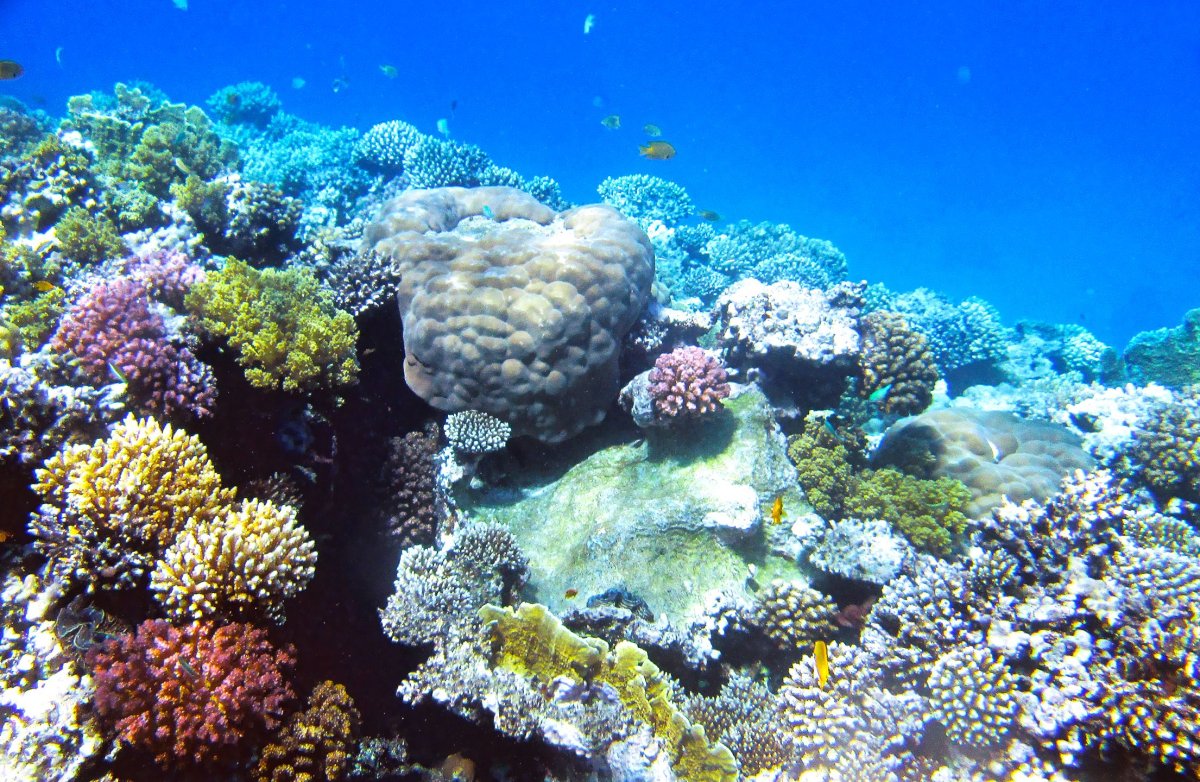 Кораллы Средиземного моря