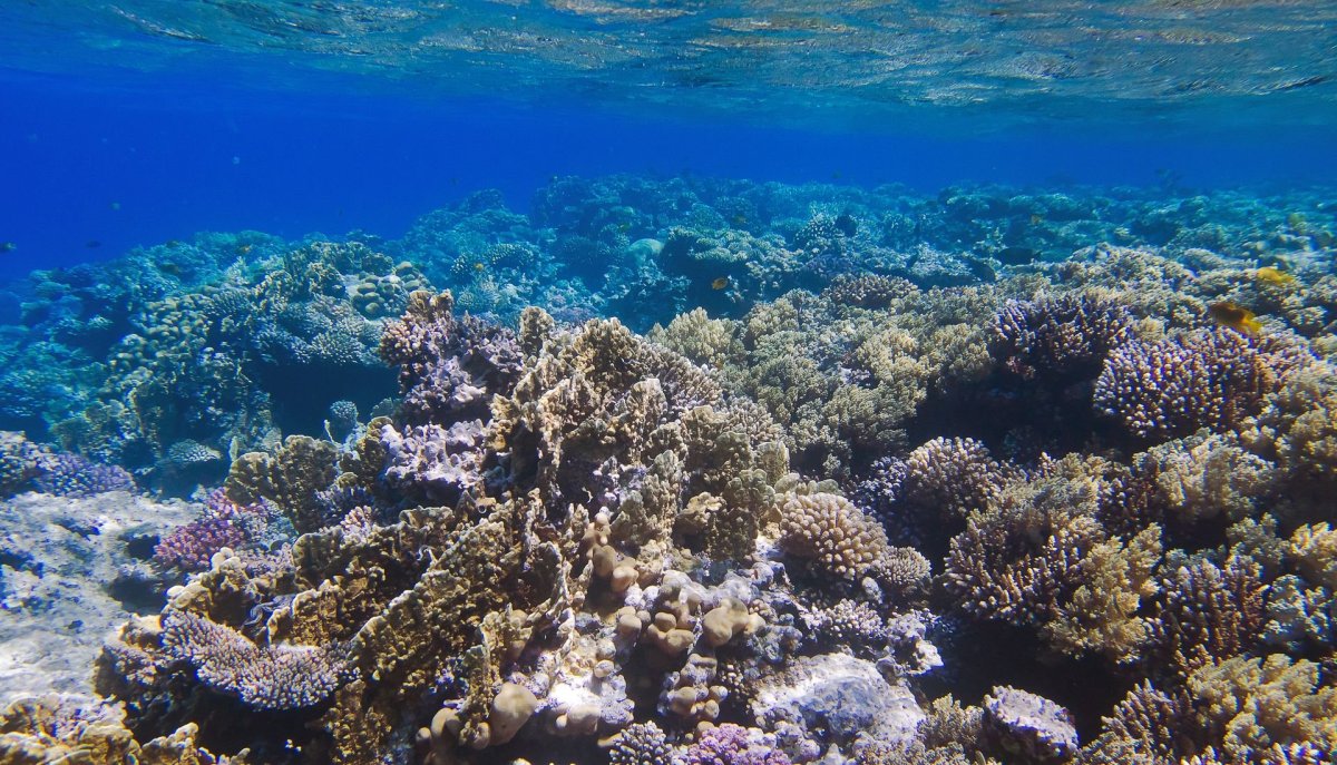 Риф подводный красное море