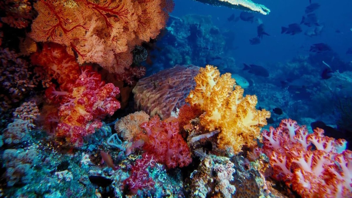 Кораллы Охотского моря