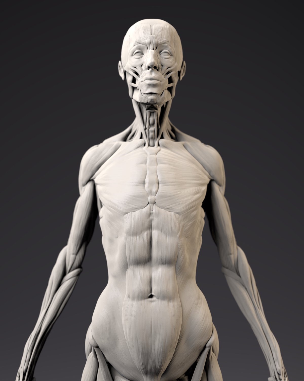 Anatomy4sculptors 3d