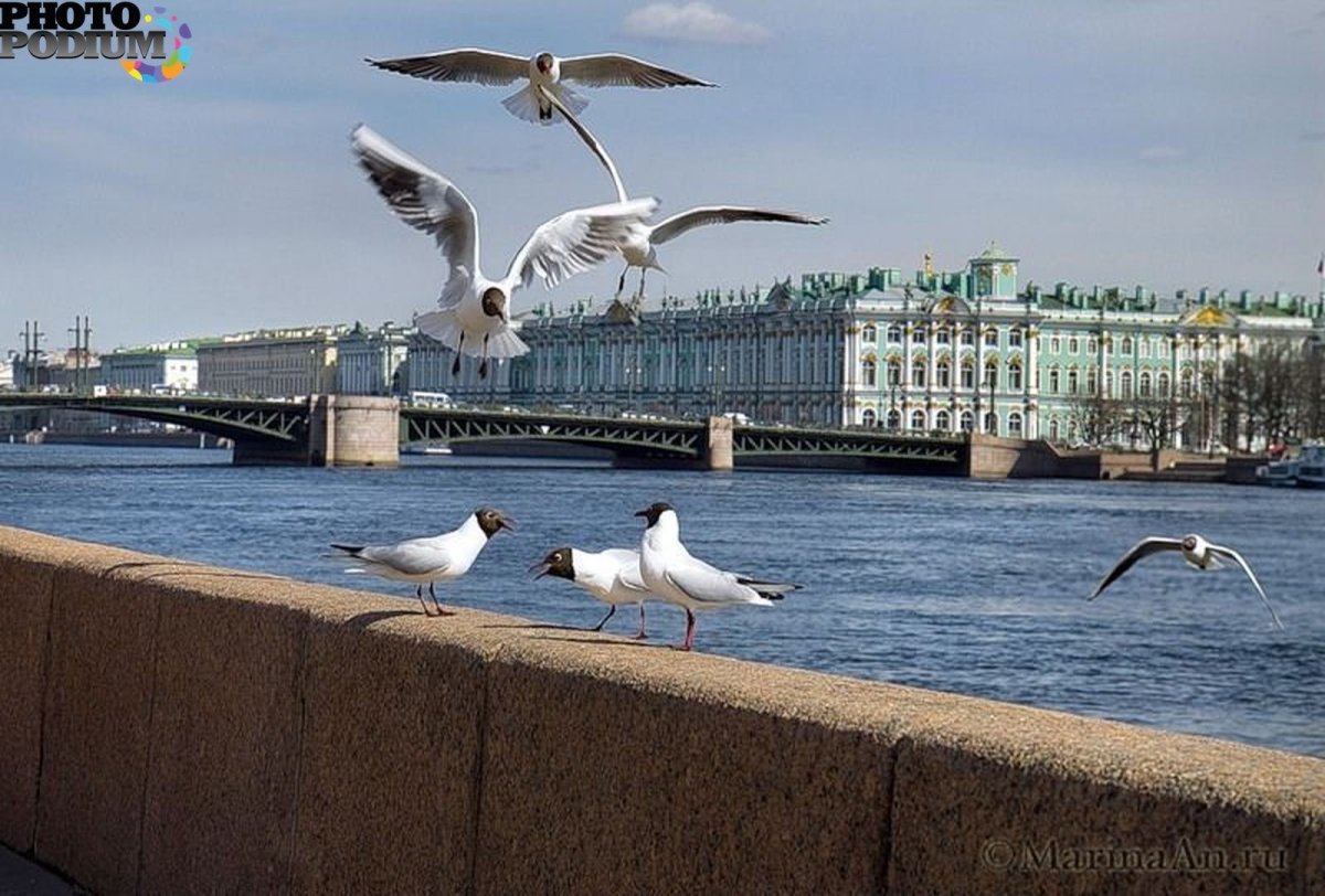 Чайка Санкт-Петербург