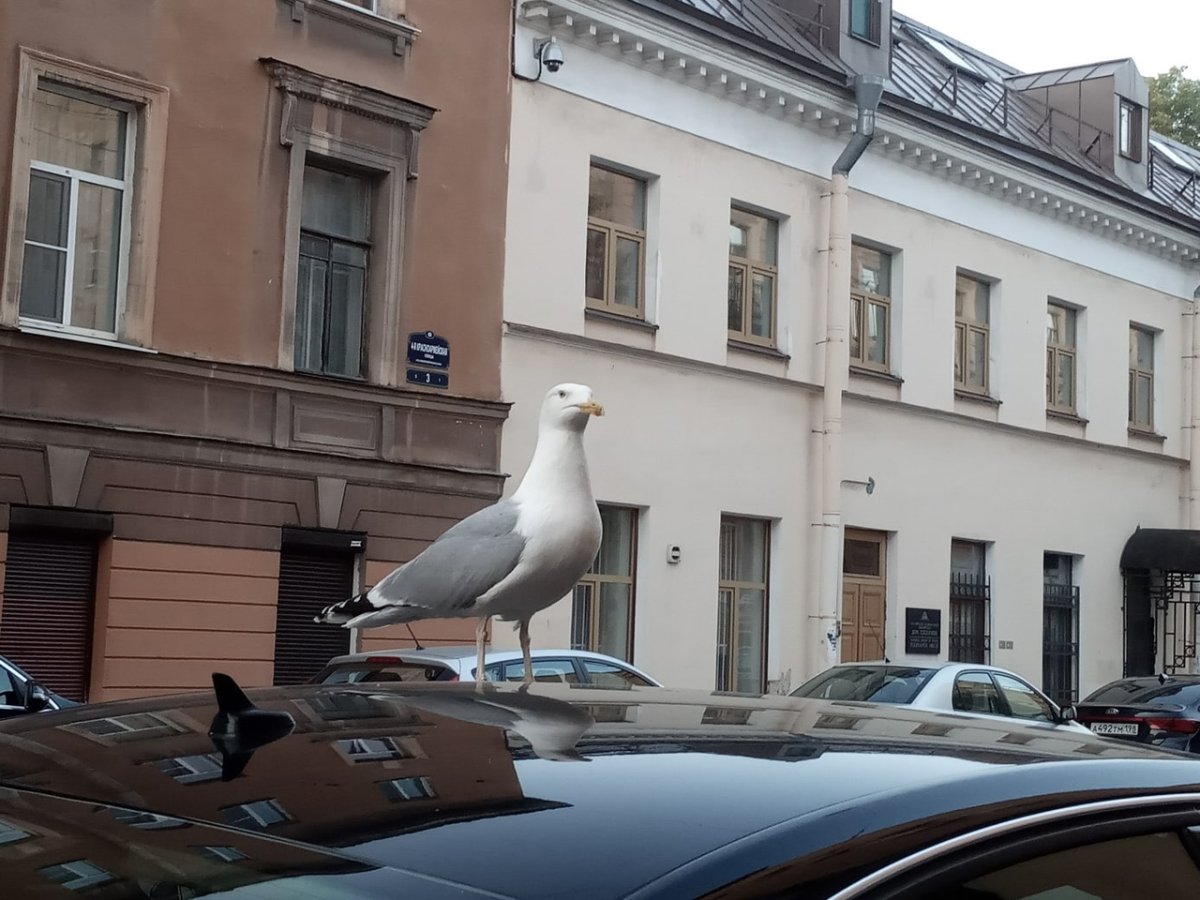 Чайка в Питере