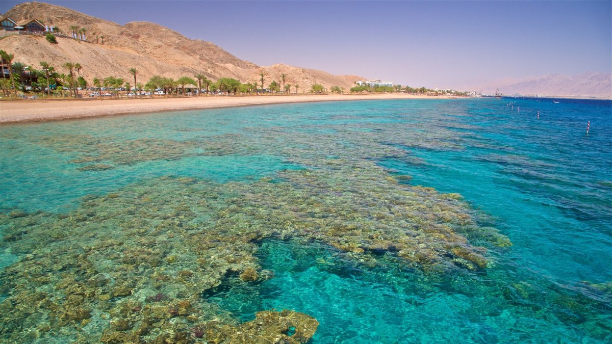 Красное море Израиль Эйлат