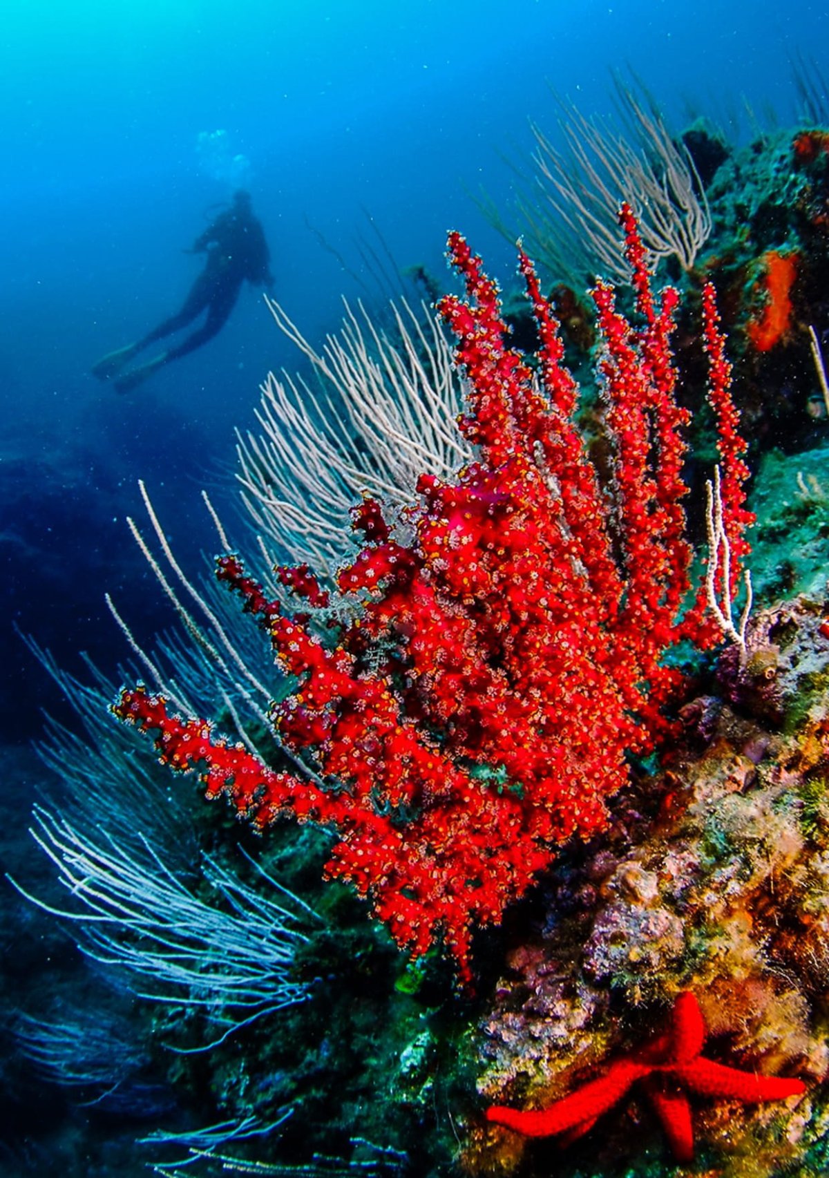 Риф коралловый Coral Sea