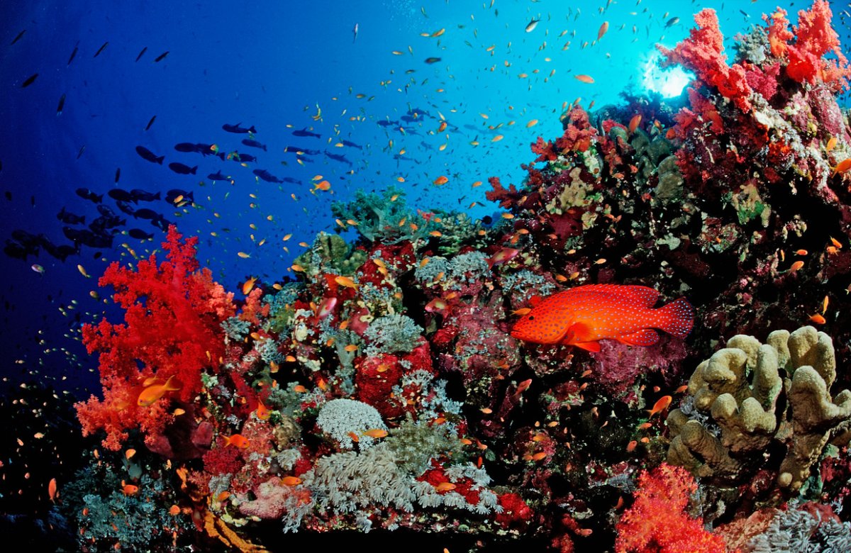 Красное море риф Макади