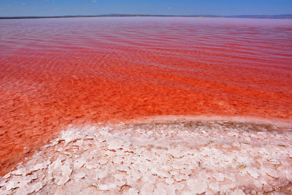 Dunaliella Salina водоросли