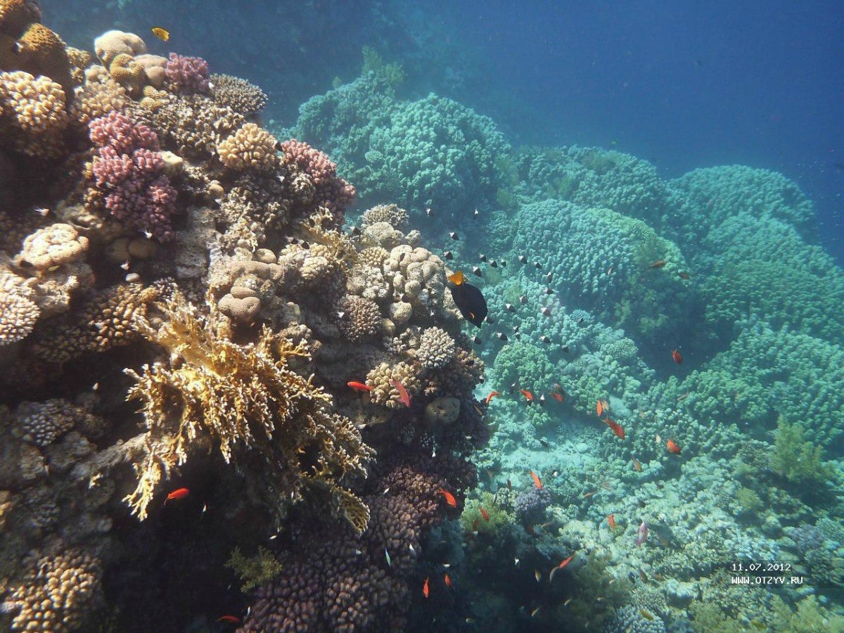 Красное море в сентябре