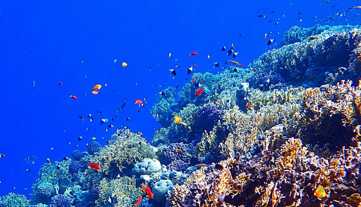 Красное море картинки на рабочий стол