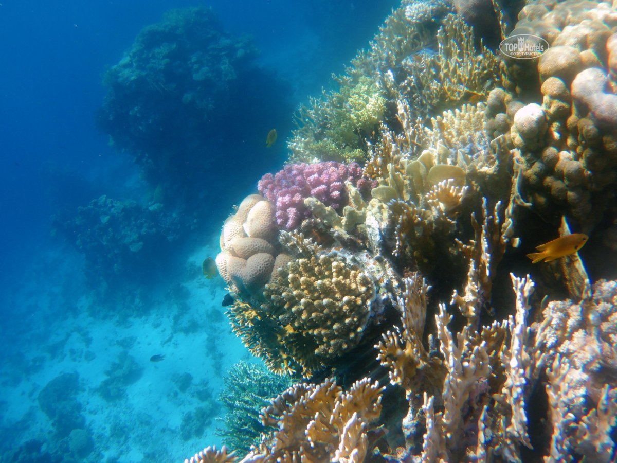 Красное море подводный мир с панорамой
