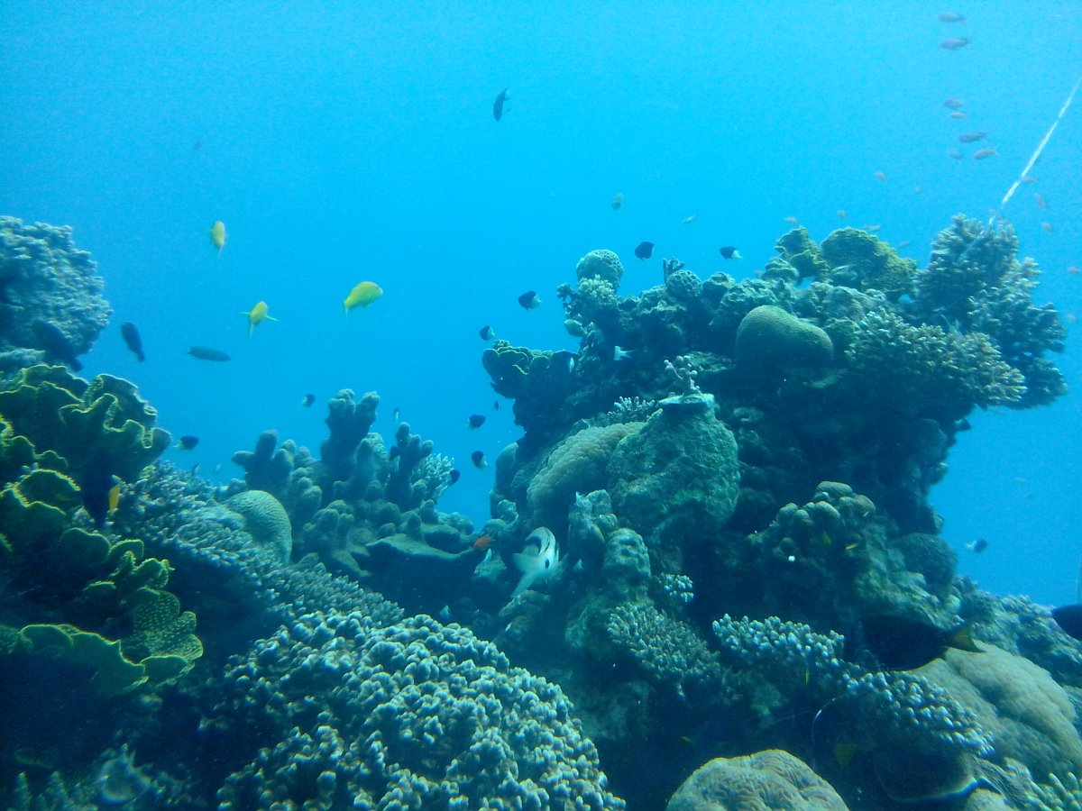 Подводный мир красного моря Израиль