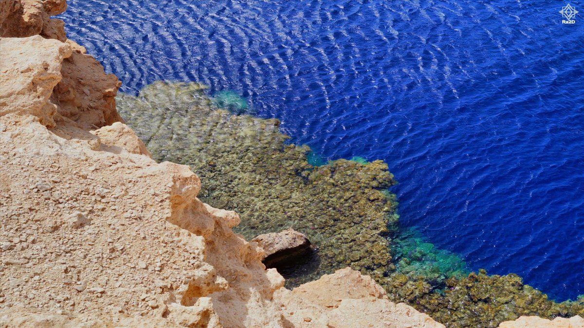 Риф красное море пантон