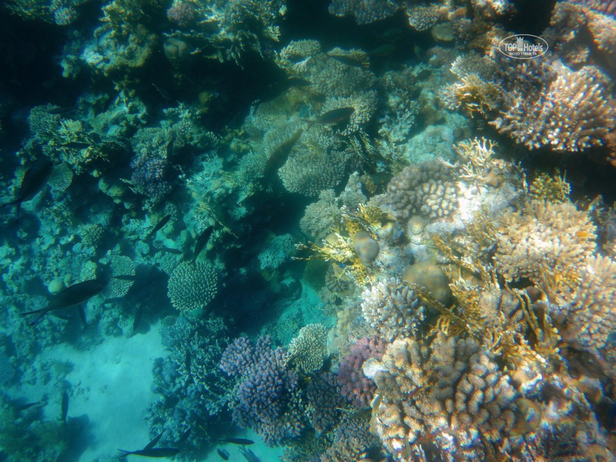 Залив красного моря