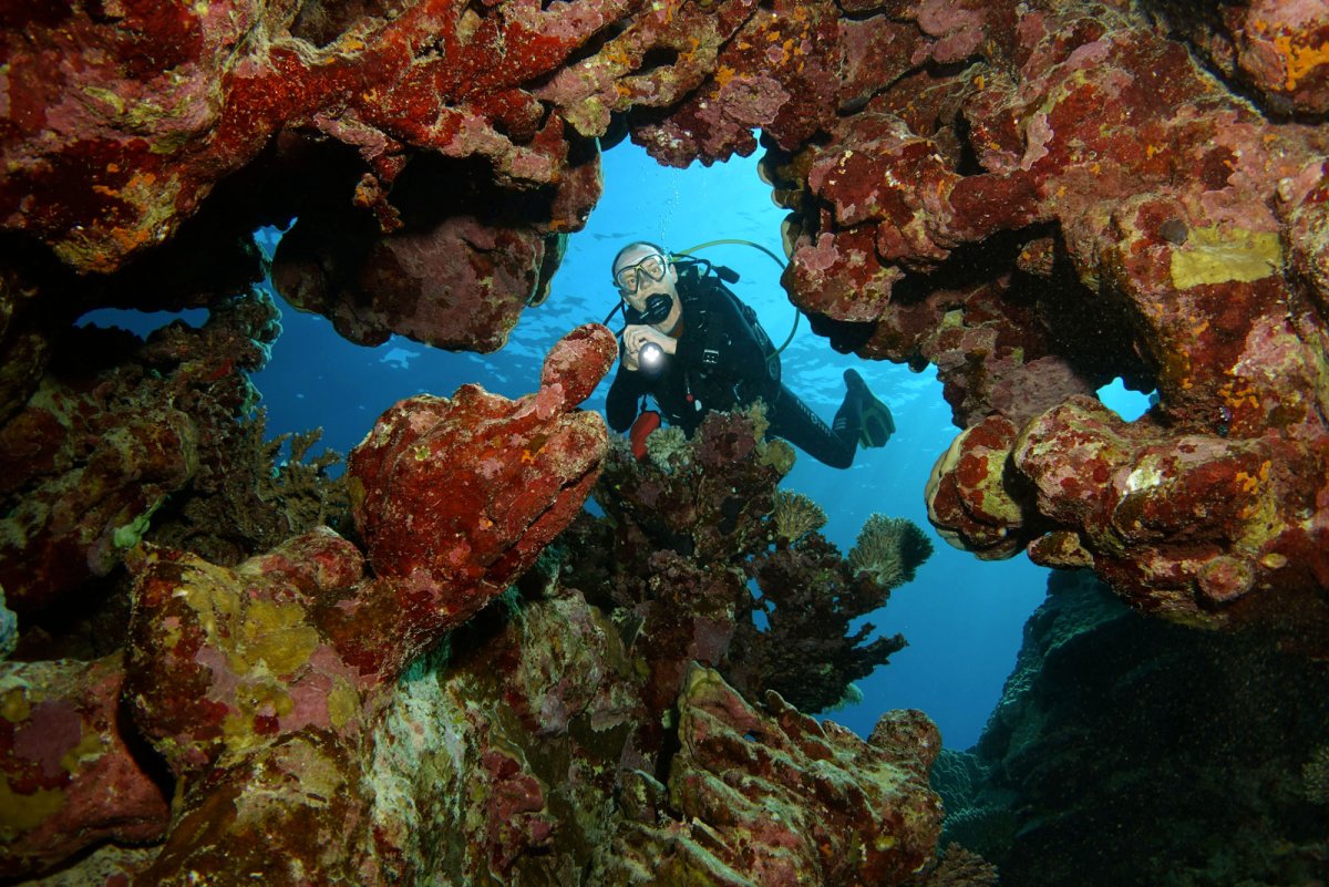 Ночной дайвинг в Красном море