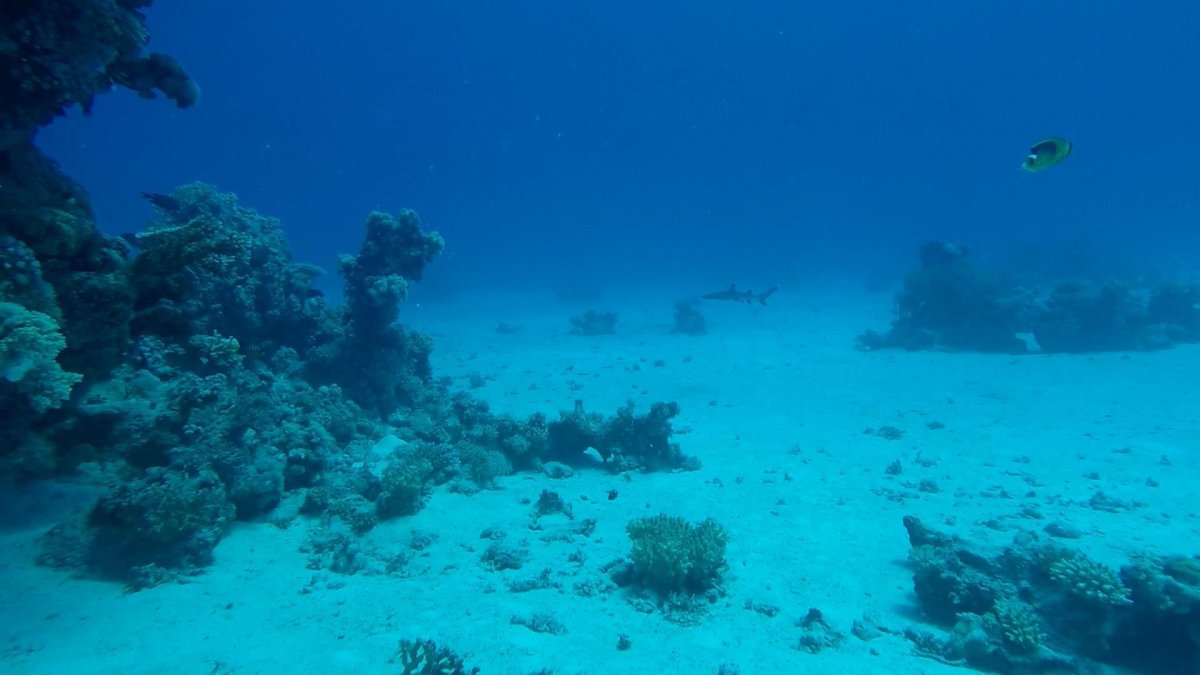 Египет красное море фото