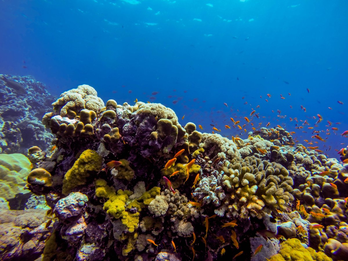 Красное море пляж под водой
