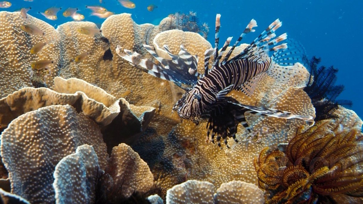 Карибское море животный мир