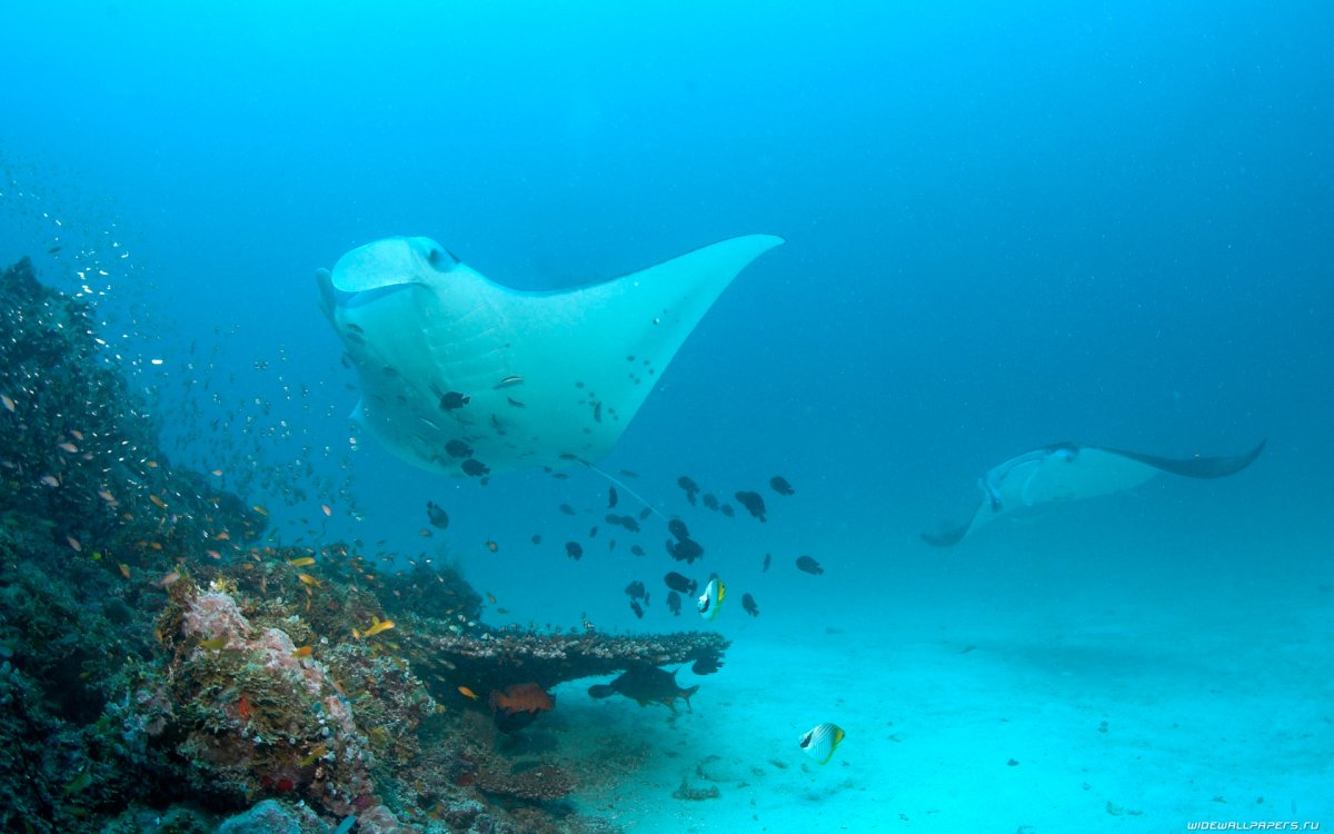 Скаты манты красное море