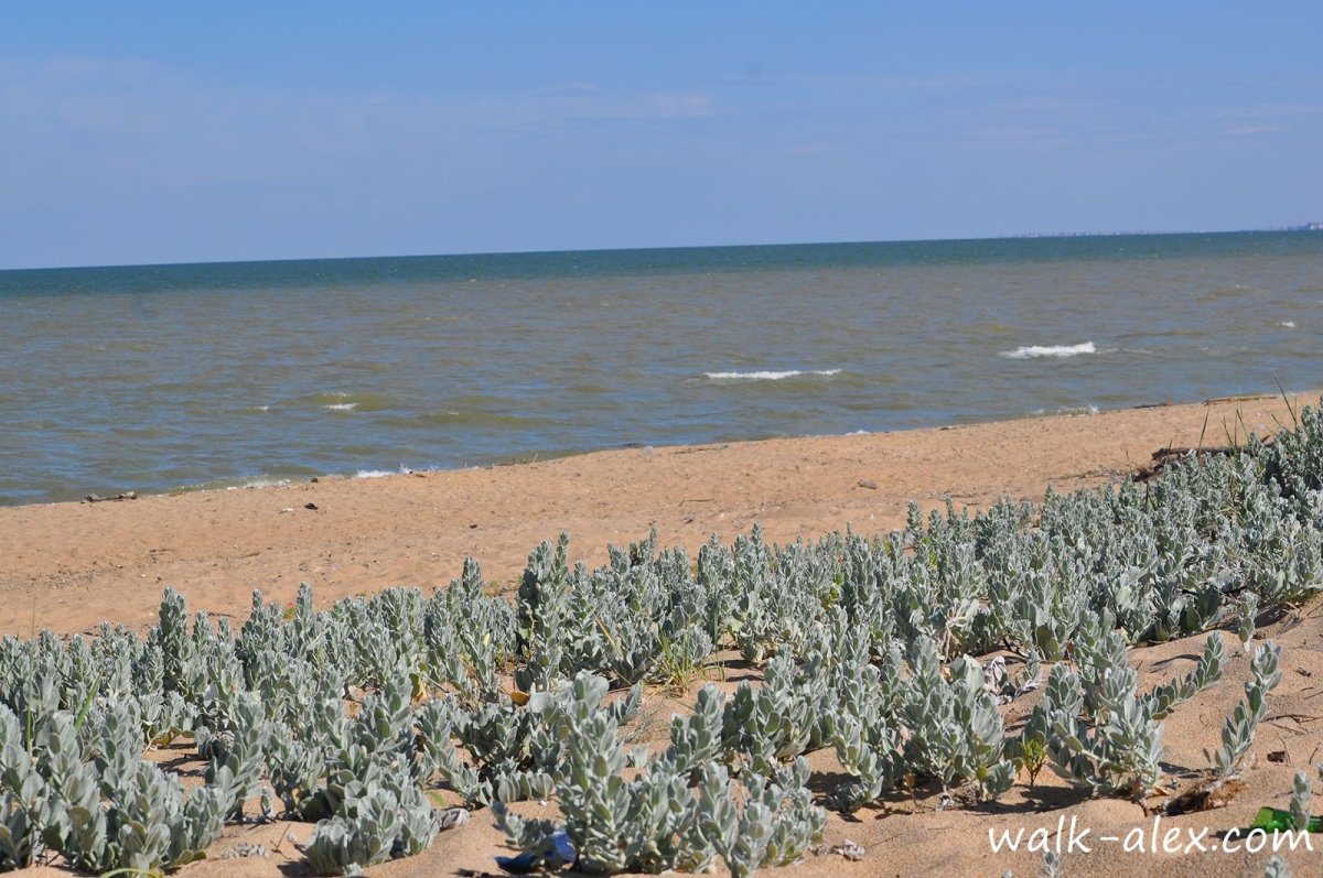 Цветы на пляжах Каспийского моря