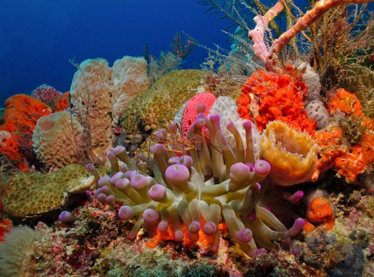 Винсент Каллебо – «коралловый риф» (Coral Reef)