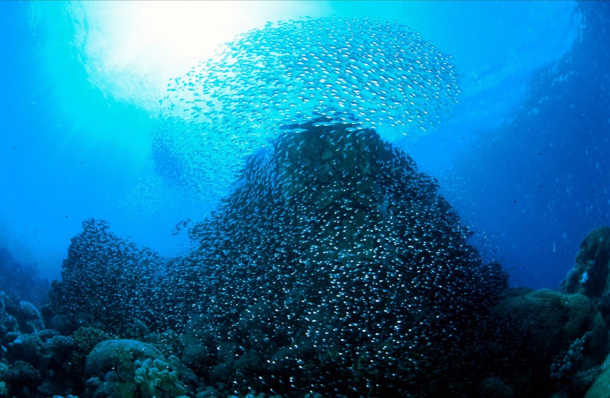 Гунами в море