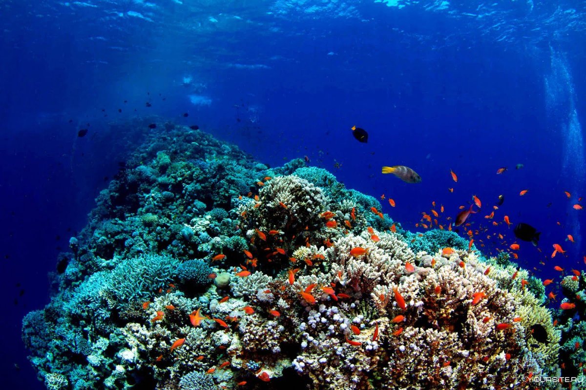Красное море риф Шарм Эль Шейх