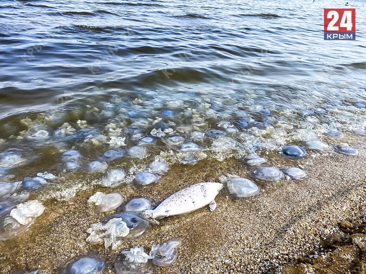 Азовское море прилив