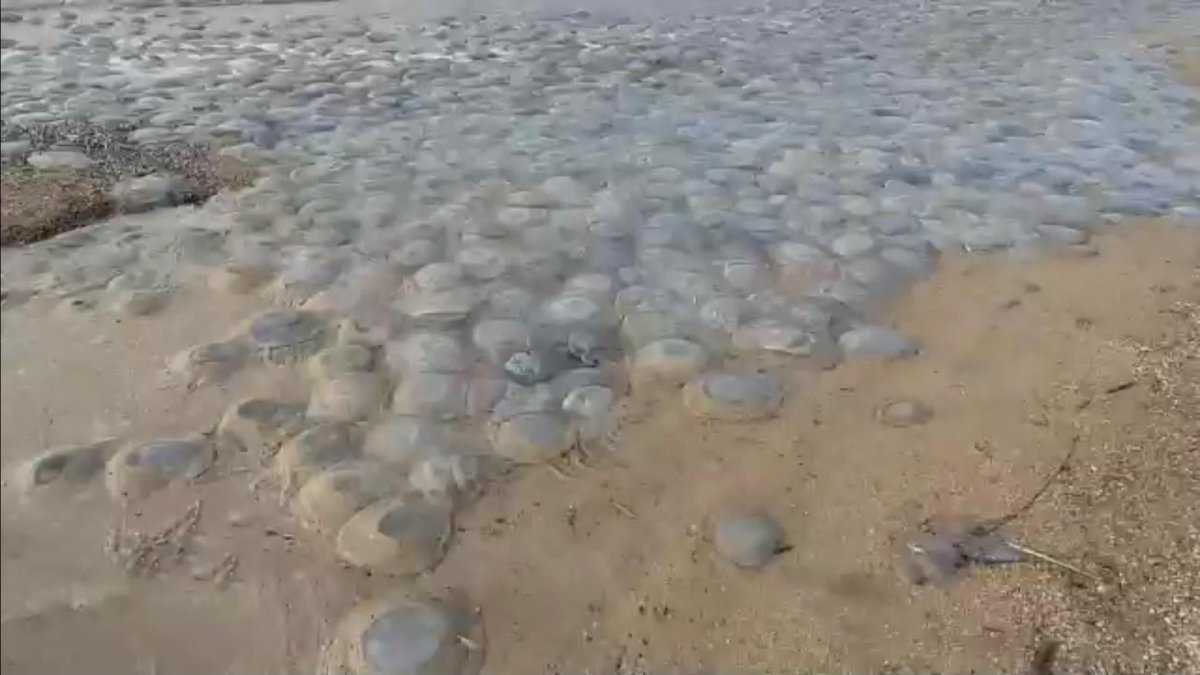 Медузы в Азовском море 2021