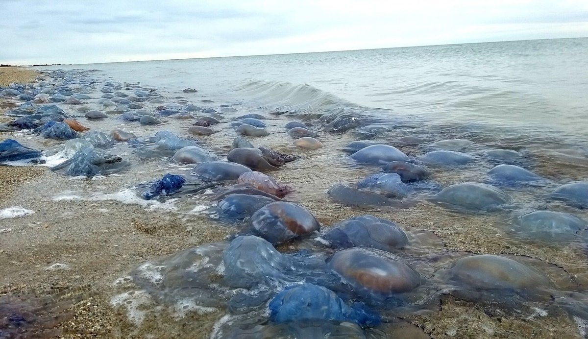 Медузы на берегу черного моря