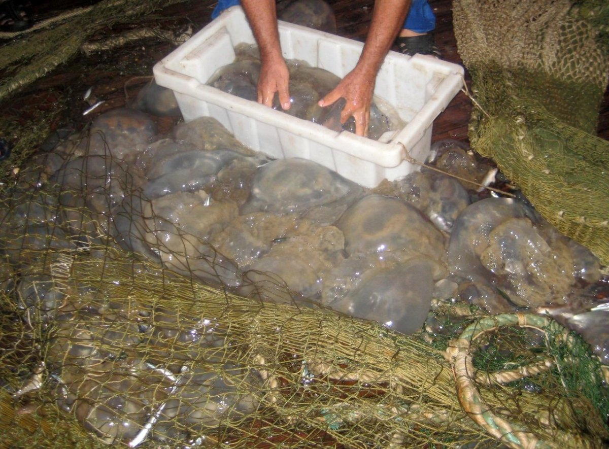Медузы в Азовском море