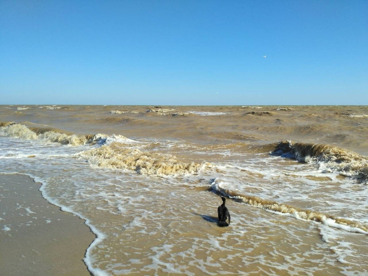 Азовское море соленое