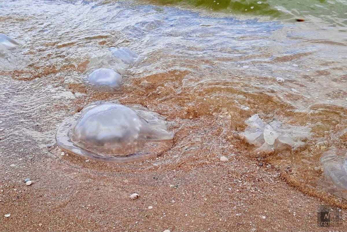 Медузы черного моря