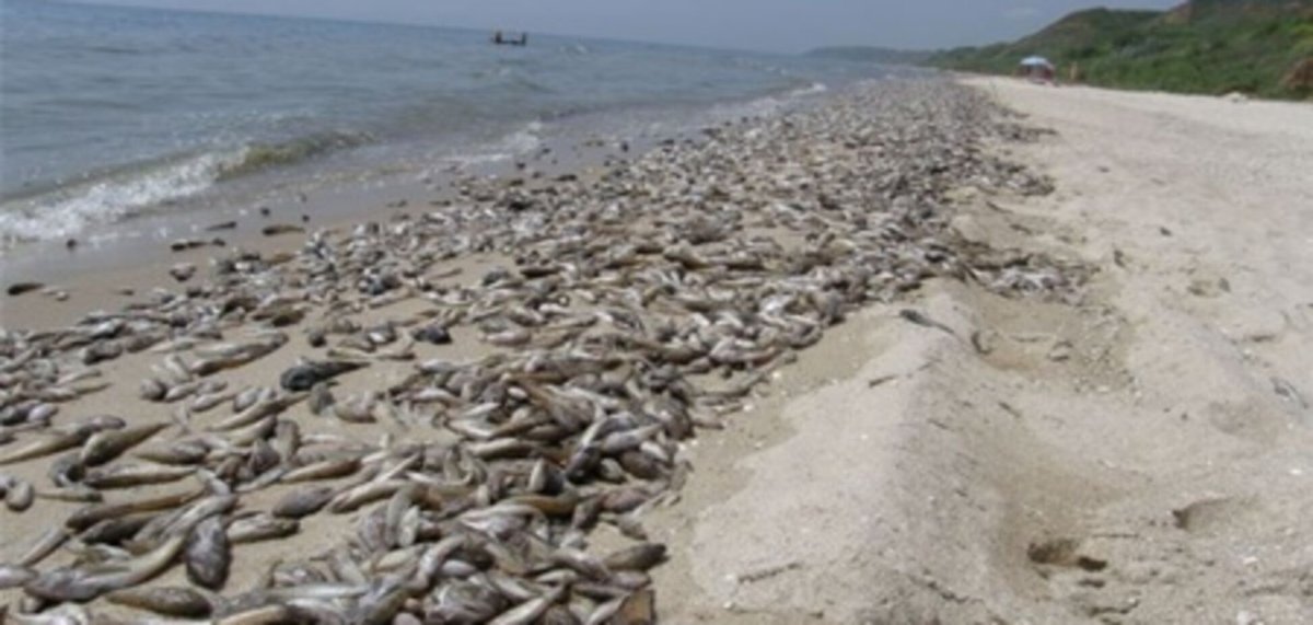 Побережье Азовского моря рыба