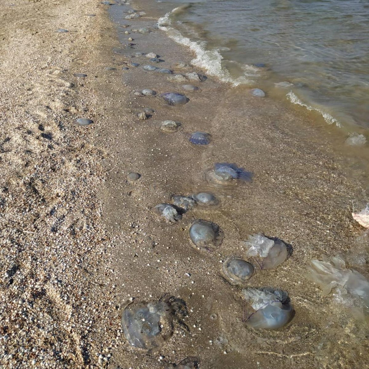 Пляжи Азовского моря
