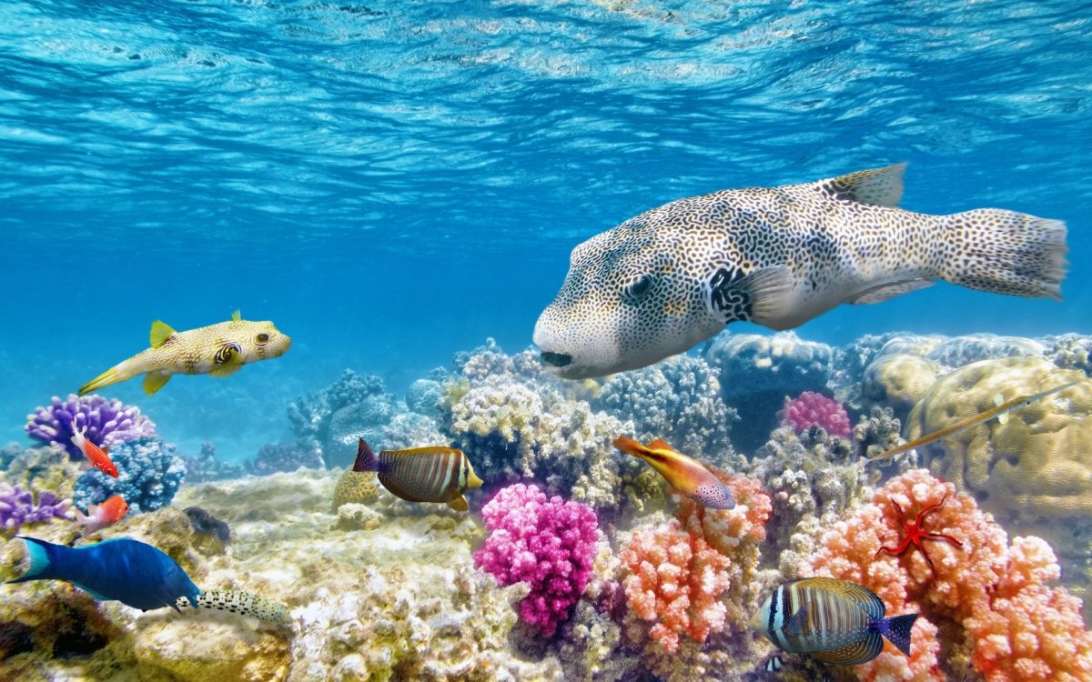 Морская фауна