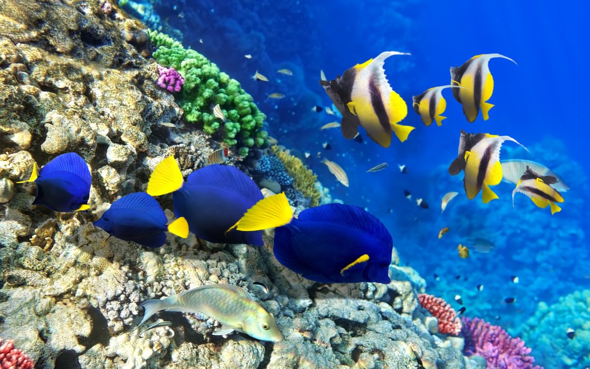 Подводный мир красного моря