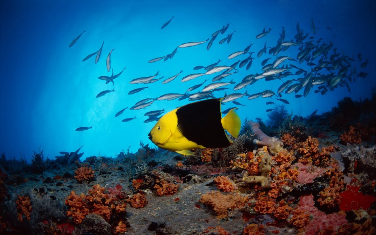 Подводный мир красного моря