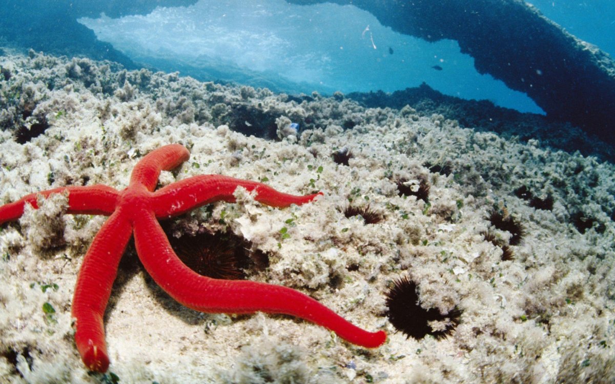 Морские звезды красного моря
