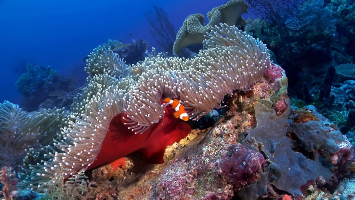 Подводный мир красного моря