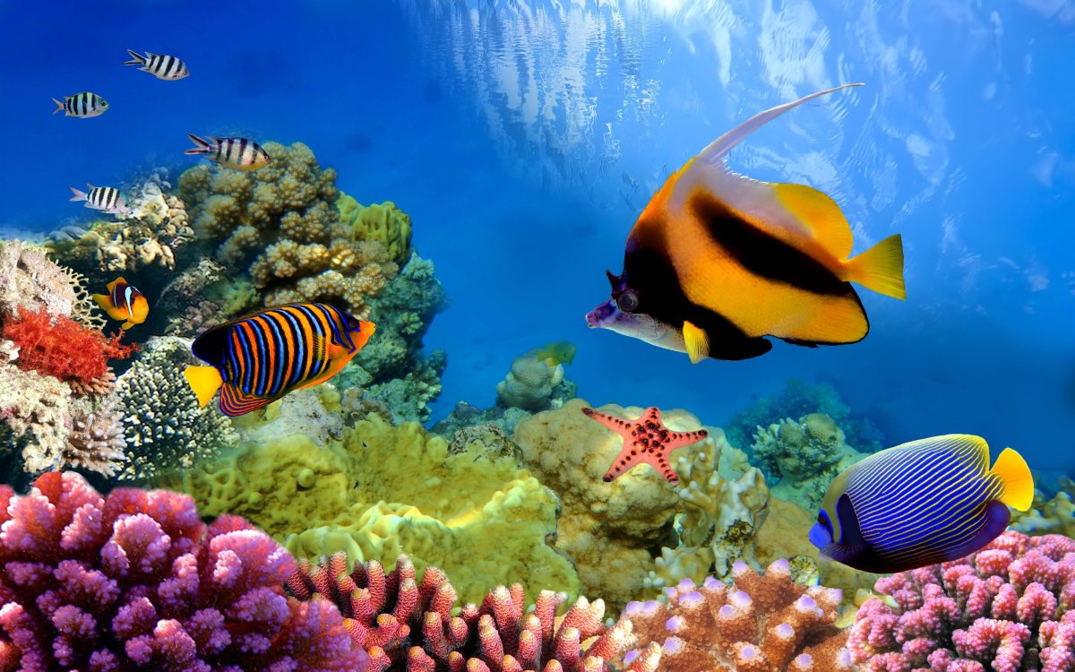 Подводный мир красного моря