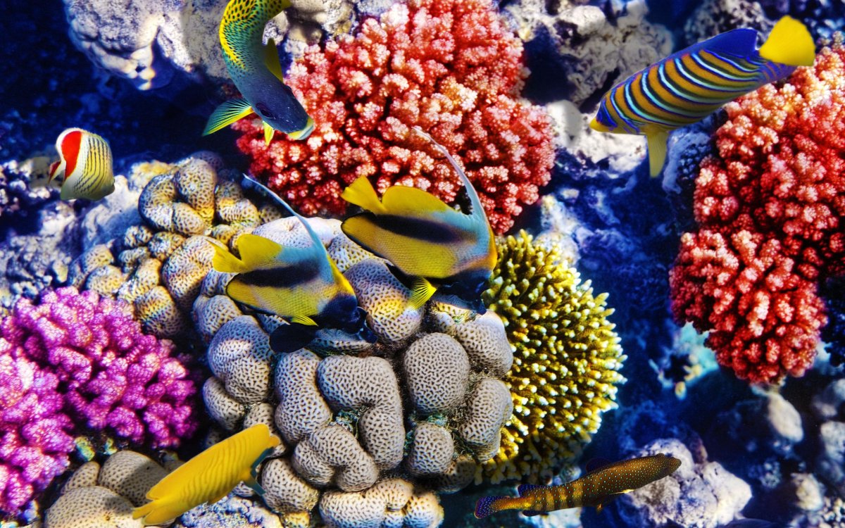 Красное море подводный мир кораллы