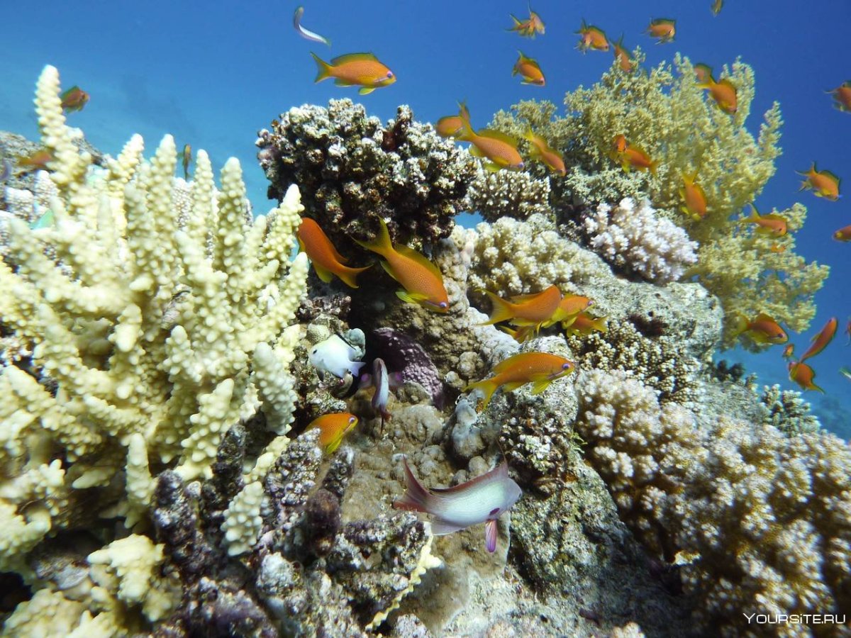 Красное море в шармаль Шейхе