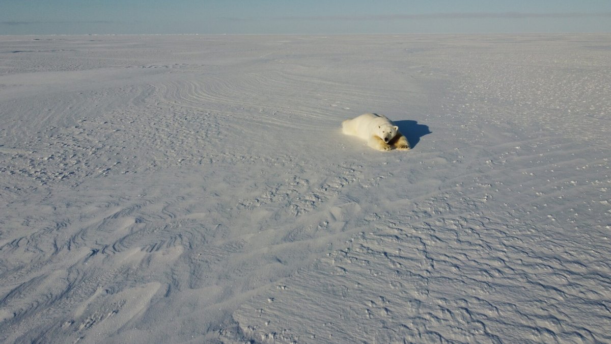 Карское море белые медведи