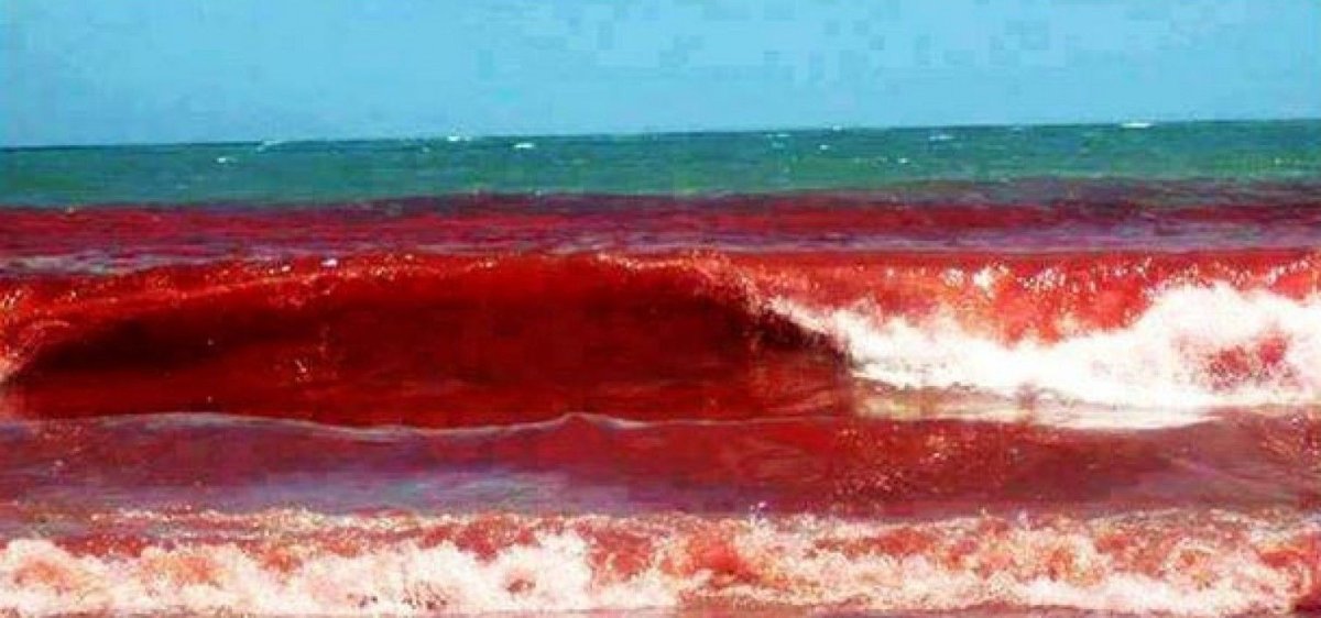 Красный прилив водоросли